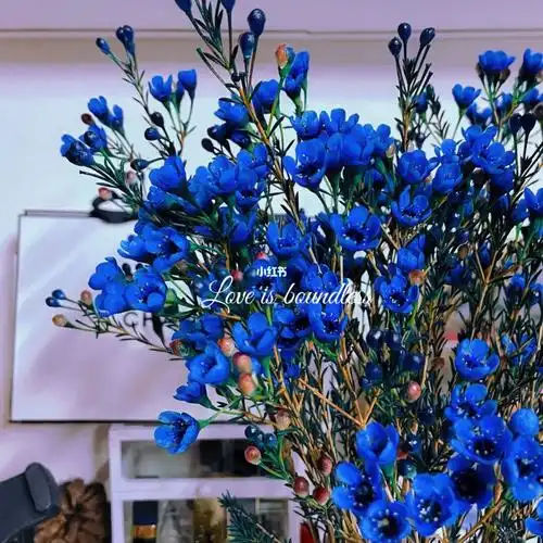 超长花期蓝色澳梅