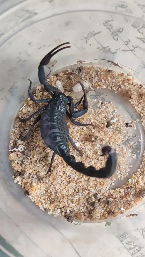 摩洛哥绒毛黑鳄背蝎1