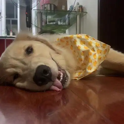 开心快乐的狗子