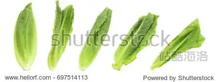 it is set of fresh organic green cos lettuce or romaine lettuce