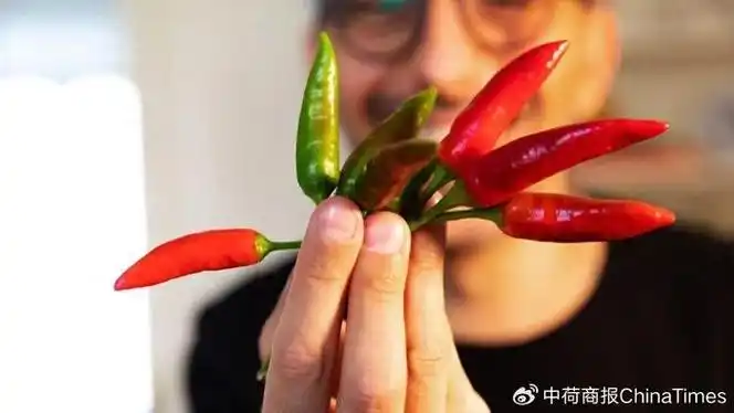 吃辣吸毒超级辣椒越来越受欢迎荷兰专家过量服用很危险