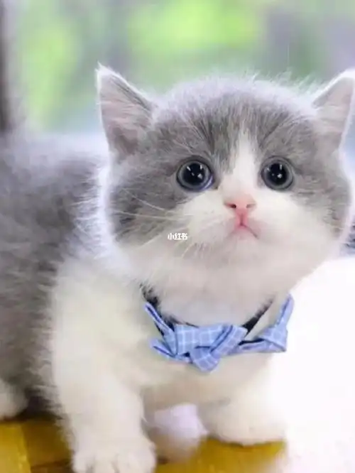 英短蓝白重庆英短蓝白蓝白猫的注意事项