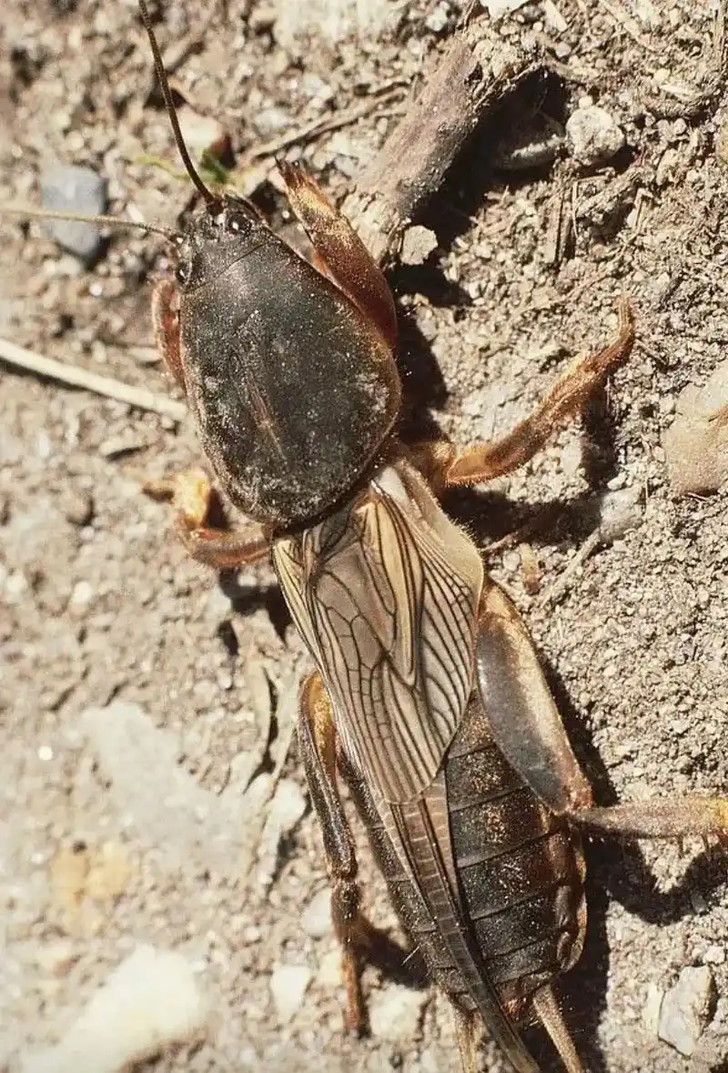 舌尖上的广宁——蝼蛄(草狗) - 抖音