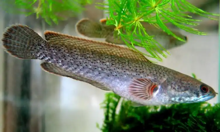 野采到的凶猛鱼类南鳢