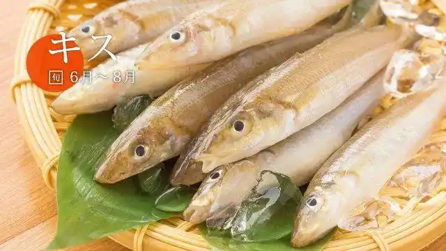 鱚鱼,中文也称沙鮻,它其实不是指一种鱼,而是鱚科(沙鮻科)鱼类的统称.