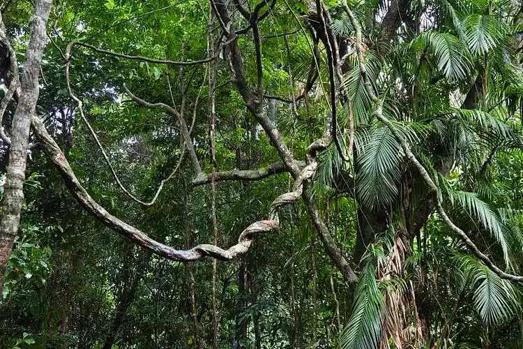 热带雨林中的藤本植物,丹特里国家公园,北昆士兰,澳大利亚,大洋洲图片