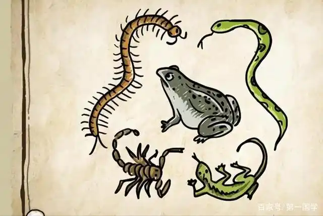 老人常说"端午到,五毒醒",说的是哪五种毒?欢度佳节需小心!