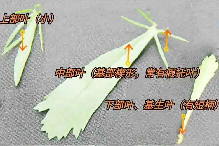 炎夏暑热蚊子闹解暑防蚊牡蒿妙百草团畲药系列之五十九知药知健康识药