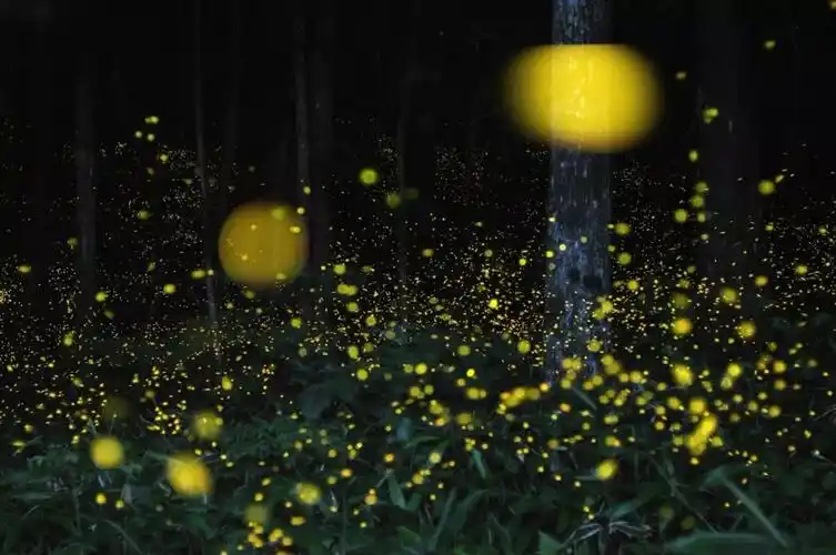 七月限定美景:南京灵谷寺萤火虫