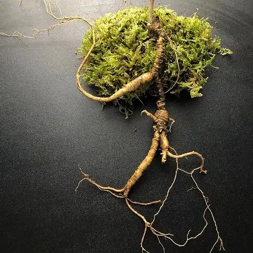 新鲜长白山野生人参林下参老籽货野山参15 20 30 50 80年泡酒药材