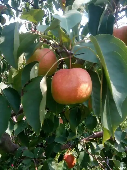 延边龙井的苹果梨