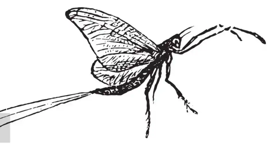 摇摇晃晃两亿年,成年只活一天,朝生暮死说的就是它_蜉蝣_生活_昆虫