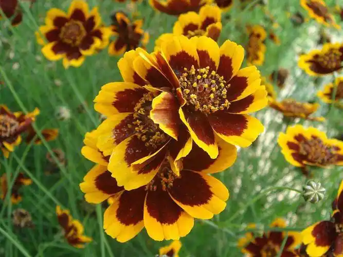 >蛇目菊 产品分类 绿肥系列 草坪效果图 草坪种子