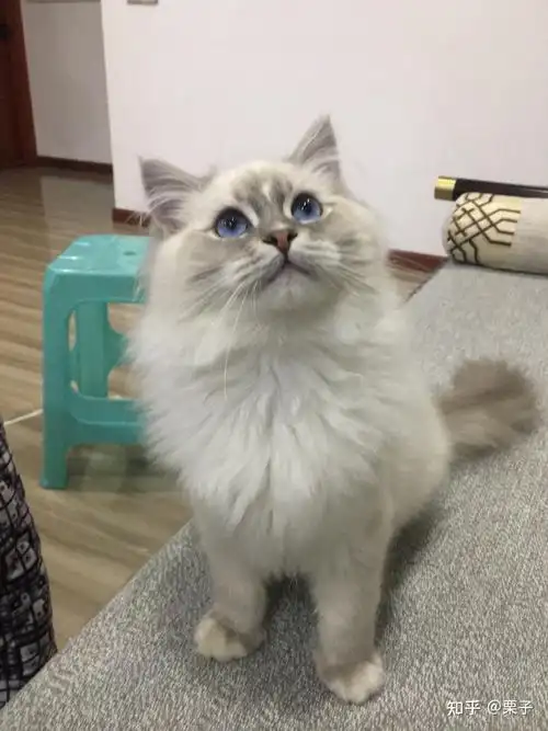 我可以看一下你们的山猫纹布偶长大是什么样子呢