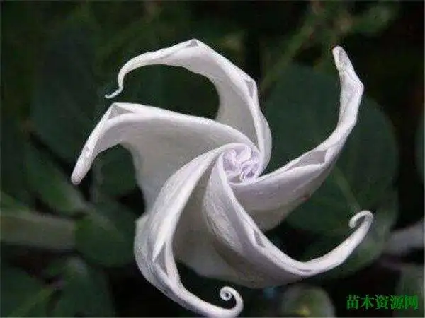 【开花】月光花图片和开花时间 月光花是什么颜色花语寓意是什么