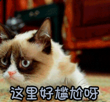 这里好尴尬呀猫gif动图_动态图_表情包下载_soogif