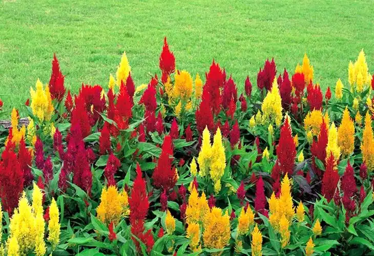 子暄园艺用品 子喧 穗状鸡冠种子冠状鸡冠花扇状鸡冠花庭院花园盆栽花