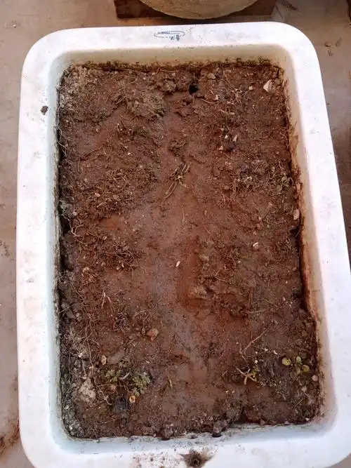 寒冬己尽去春风吹又生一一我的盆栽韭菜发芽了