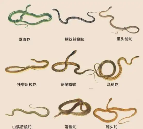 无毒的菜花蛇却被称为"百蛇之王",原因何在?有毒的蛇还怕它__财经头条
