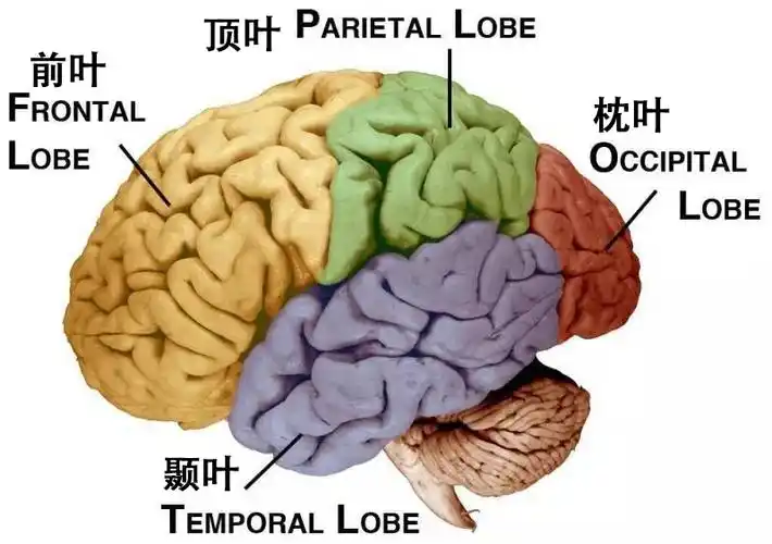 大脑演化:解剖精密神奇的大脑,让自己真正觉醒
