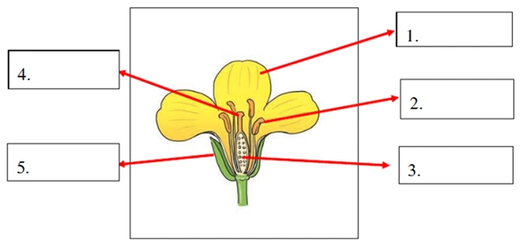 1. 黄瓜的雌花和雄花有什么不同?