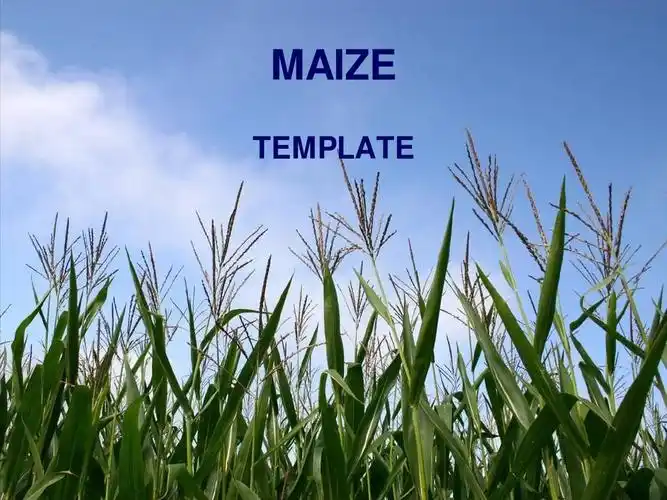 精美ppt模板 maize template