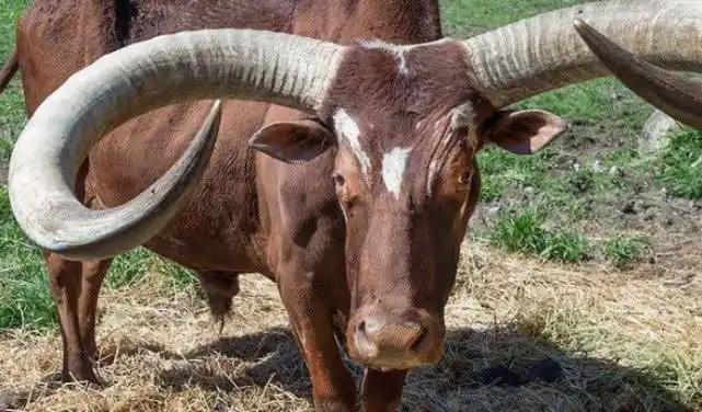 欧洲农场出现全球最大牛角,有人出130万美金的高价都买不到