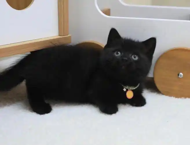 广州佛山猫舍78纯黑矮脚弟弟贴低矮煤球