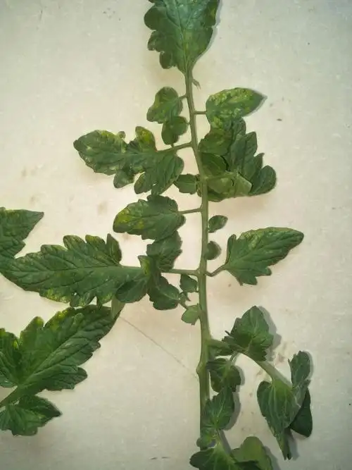 番茄叶片这是什么病害啊