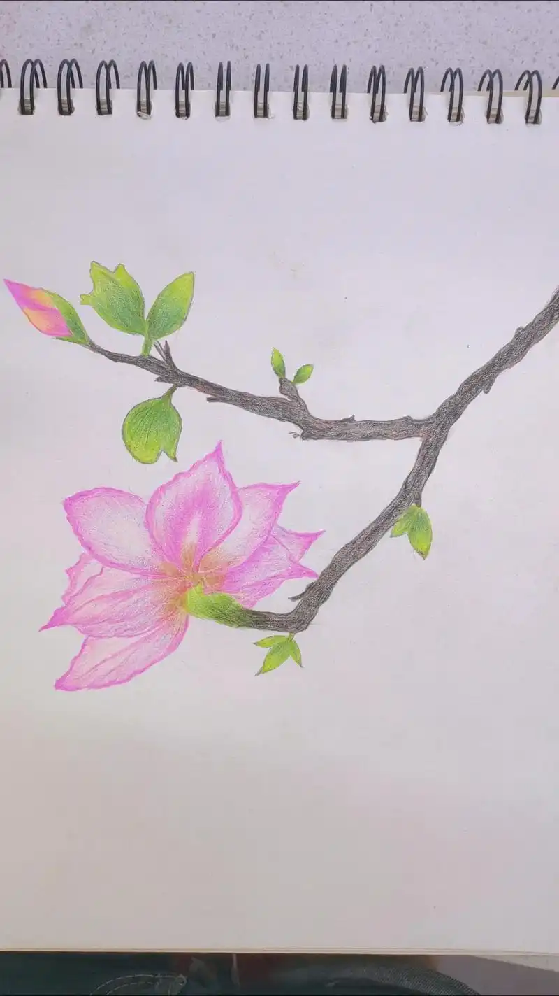 彩铅 #一起学画画 #紫荆花 #水彩花卉  猜猜下一个什么 - 抖音