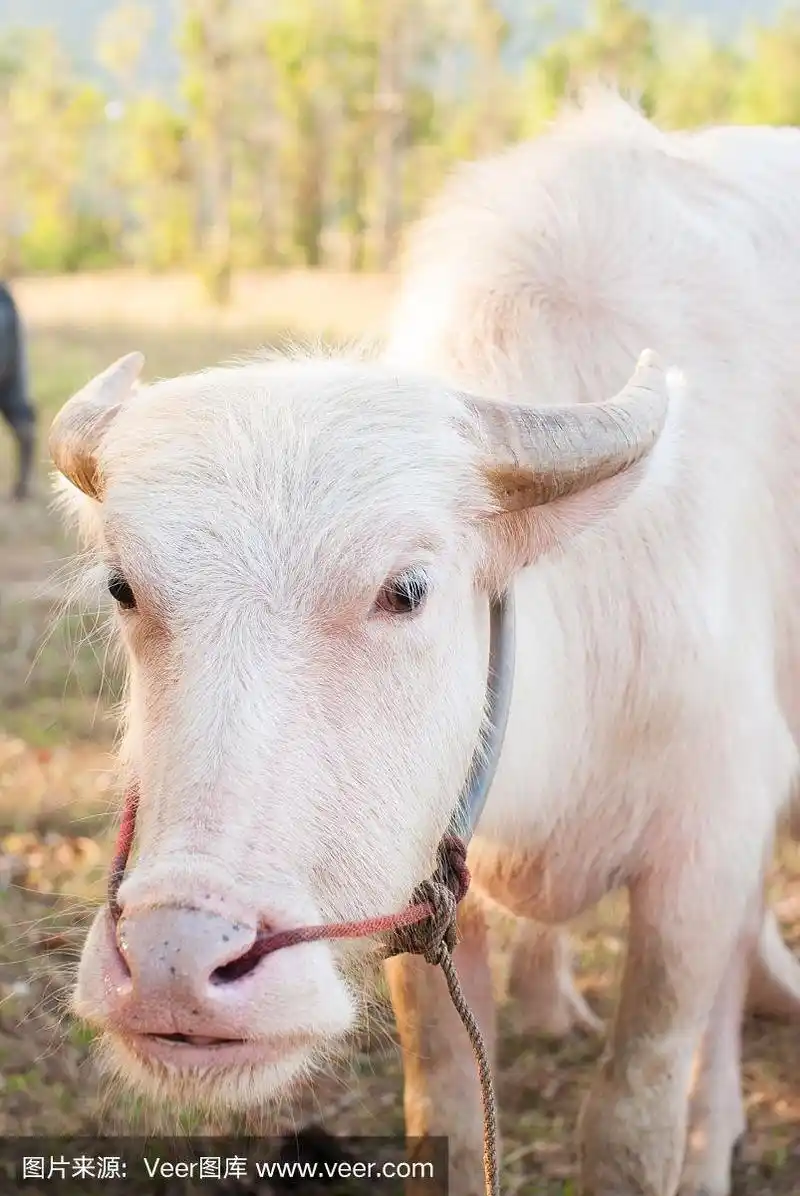 日落时分,白化水牛(白水牛)在草地上吃草