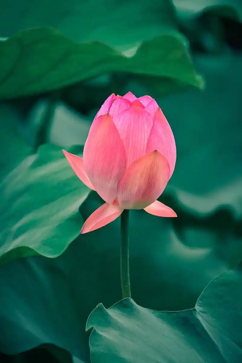 《清透感荷花调色》你们要的荷花调色来咯～!相机📷:尼康z - 抖音