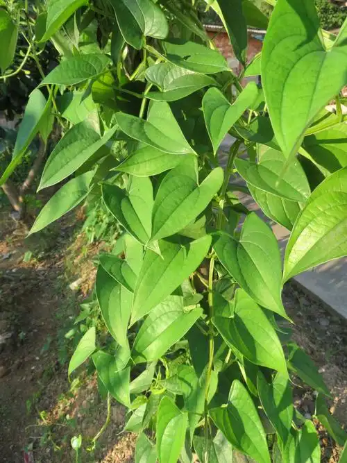 白薯(姜薯,脚板薯)的叶.