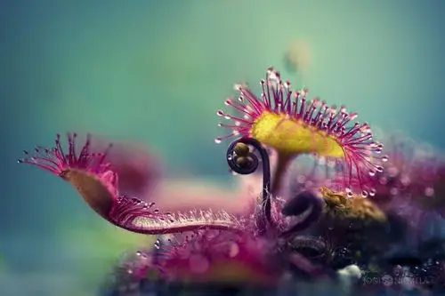 镜头下的微观世界