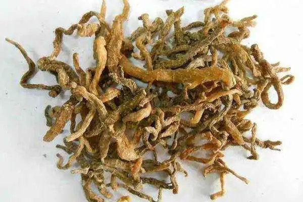 玉竹的功效与作用及禁忌玉竹怎么吃才好