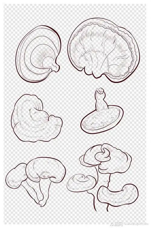 简笔画药材灵芝黑白线稿