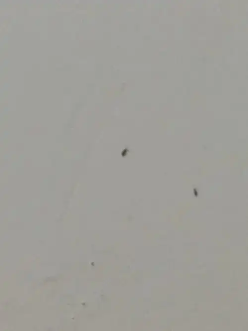 请问这是什么虫子啊 灰色的 很小的