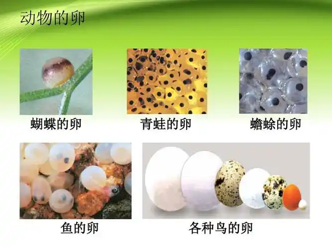 动物的卵 蝴蝶的卵 青蛙的卵 蟾蜍的卵 鱼的卵 各种鸟的卵