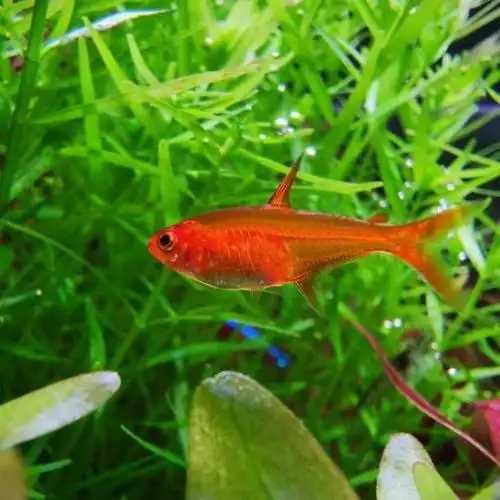 无敌发色的喷火灯 谁来应战 - 小型鱼类 - cta南美水族