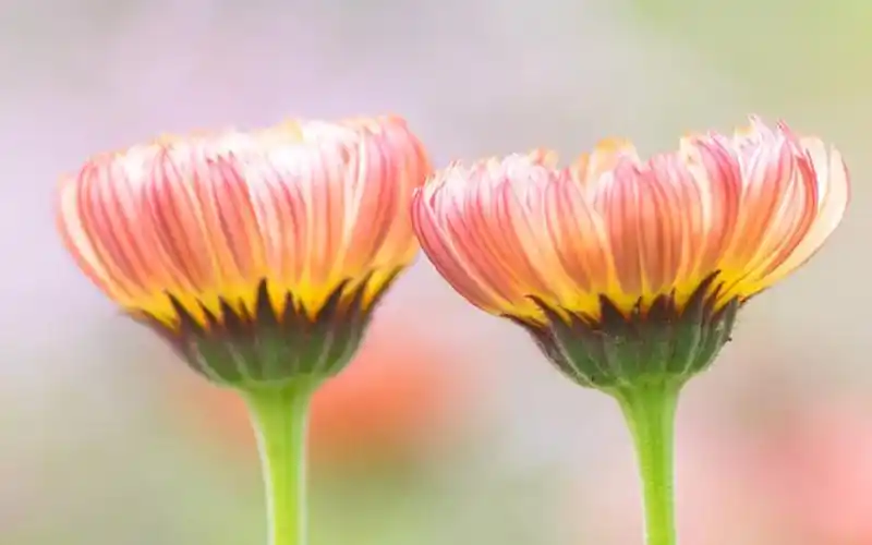 清新淡雅植物花卉图片桌面壁纸
