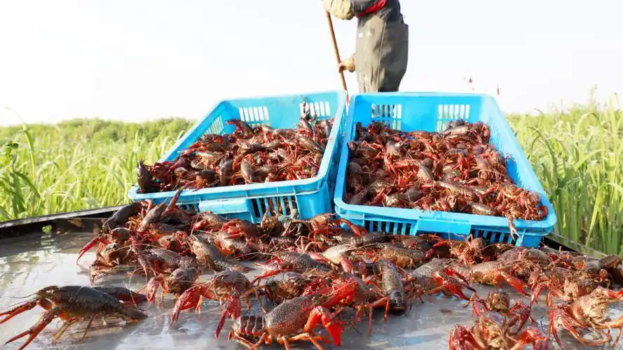 美国渔民稻田灌水放养小龙虾,放置诱捕器一捞成堆!