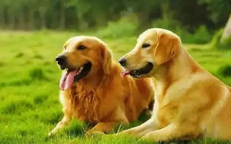 泰迪和比熊杂交狗图片(盘点) - 赤虎壹号