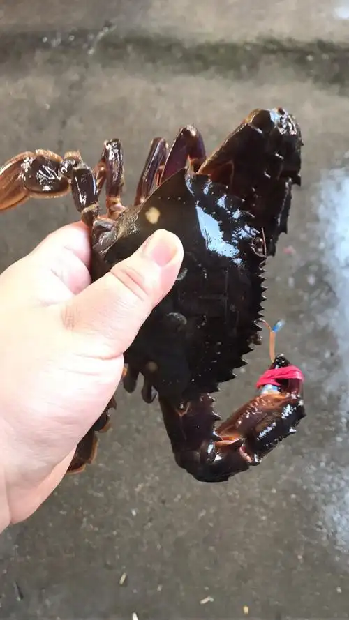 渤海湾赤甲红螃蟹  335/3斤