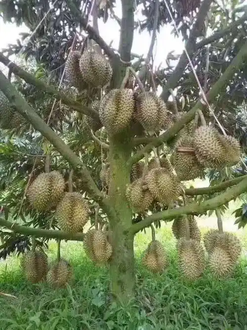 榴莲树苗批发金枕榴莲猫山王榴莲苗产地货源