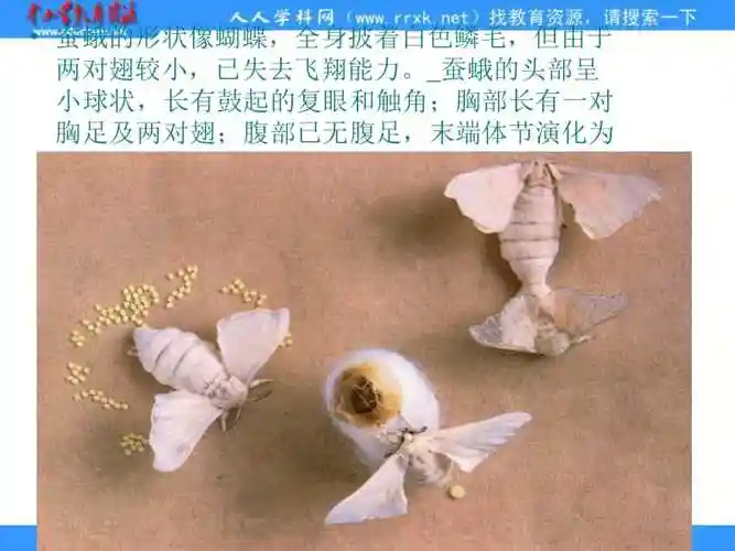 蚕的一生61蚕的一生经历四个阶段:蚕卵→蚕→蚕蛹→蚕蛾其中蚕蛾是