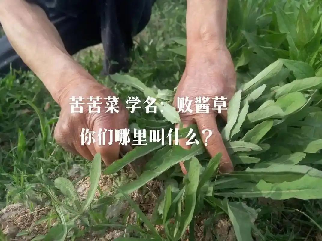 苦苦菜,别名:苦苣菜 主要生长在田埂,沟渠,路旁 随处可见它 - 抖音