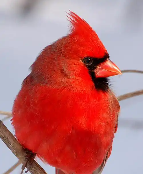 p data-id="gnvi8h0djz">红衣主教鸟是红鸟科红鸟属鸟类, a target="