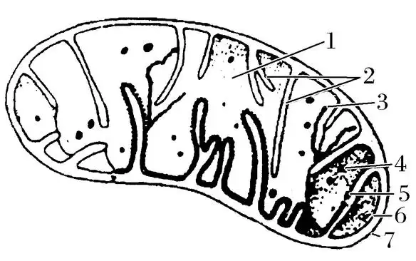 如图表示线粒体的亚显微结构示意图请据图分析回答