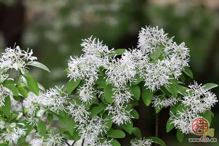 清雅流苏花人间四月雪