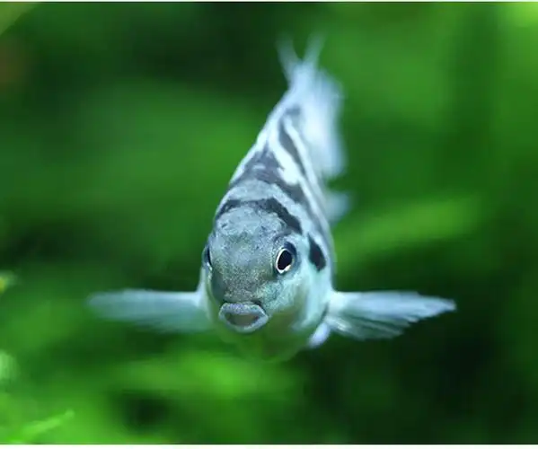 迷你鹦鹉白金蓝色鹦鹉鱼观赏鱼活体热带鱼草缸淡水宠物鱼蓝迷你鹦鹉15